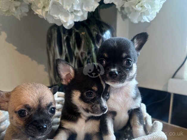 Beautiful chihuahua puppies for sale in Grimsby, Lincolnshire - Image 1