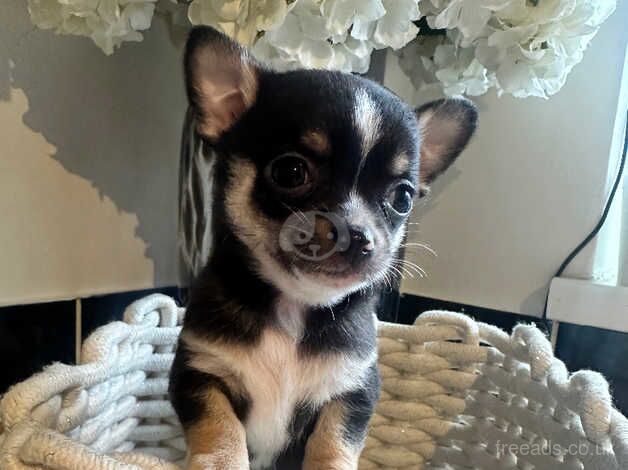 Beautiful chihuahua puppies for sale in Grimsby, Lincolnshire - Image 2