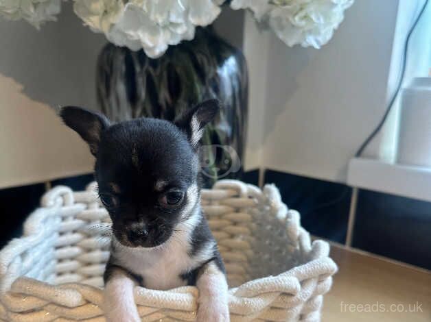 Chihuahua Puppies for sale in Lincolnshire