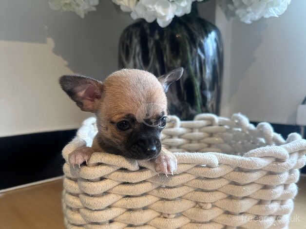 Chihuahua Puppies for sale