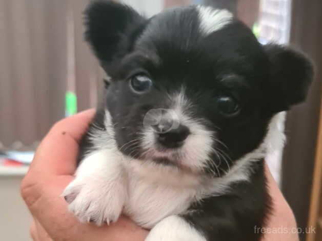 Beautiful chihuahua puppies for sale in Manchester, Greater Manchester