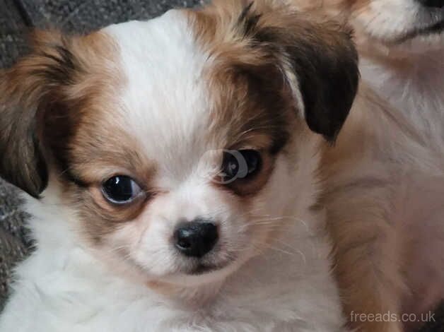 Chihuahua Puppies for sale in Nottinghamshire