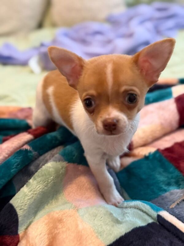 Beautiful Chihuahua Puppy for sale in East End, East Riding of Yorkshire