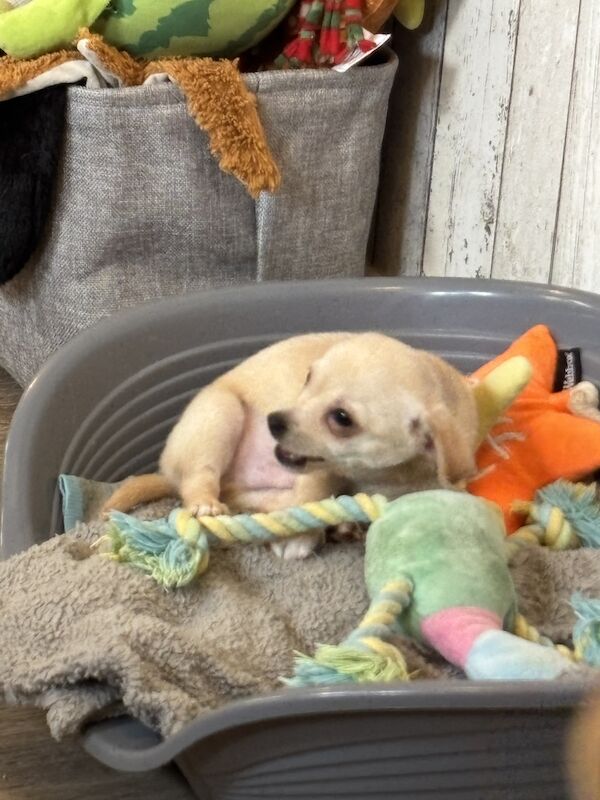 Beautiful chihuahua puppy for sale in Walsall, West Midlands