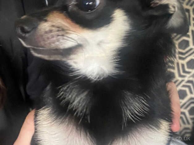 Chihuahua Puppies for sale in Rhondda Cynon Taff