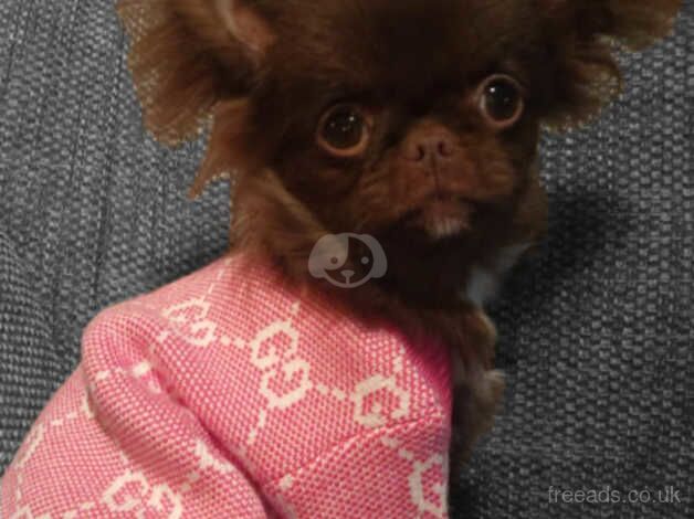 Beautiful choc Russian Chihuahua female puppy. for sale in Taunton, Somerset - Image 1