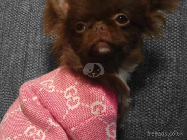 Beautiful choc Russian Chihuahua female puppy. for sale in Taunton, Somerset - Image 2