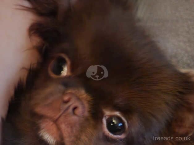 Beautiful choc Russian Chihuahua female puppy. for sale in Taunton, Somerset - Image 3