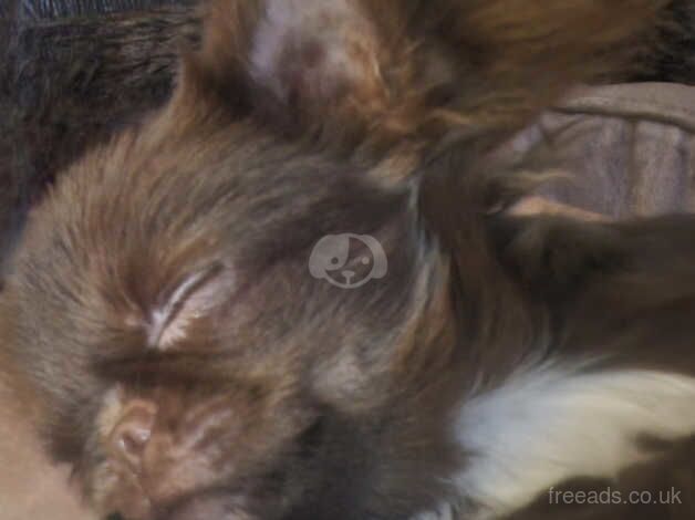 Beautiful choc Russian Chihuahua female puppy. for sale in Taunton, Somerset - Image 4