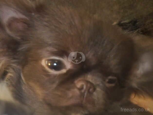 Beautiful choc Russian Chihuahua female puppy. for sale in Taunton, Somerset - Image 5