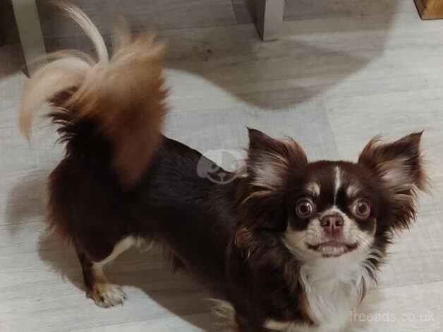 Beautiful Chocolate Tri Female longhair KC reg for sale in Liskeard, Cornwall