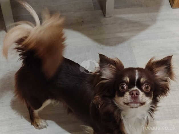 Beautiful Chocolate Tri Female longhair KC reg for sale in Liskeard, Cornwall - Image 2