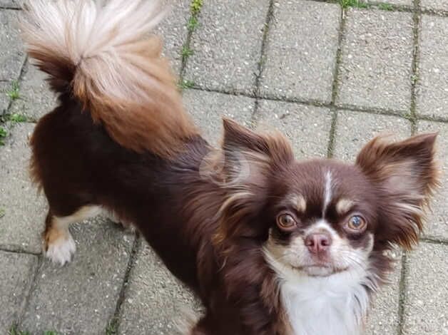 Beautiful Chocolate Tri Female longhair KC reg for sale in Liskeard, Cornwall - Image 3