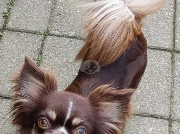 Beautiful Chocolate Tri Female longhair KC reg for sale in Liskeard, Cornwall - Image 4