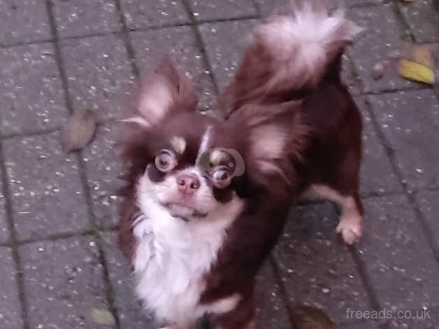 Beautiful Chocolate Tri Female longhair KC reg for sale in Liskeard, Cornwall - Image 5