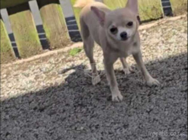 Beautiful cream apple head chihuahua girl 6 months old for sale in Leicester, Leicestershire