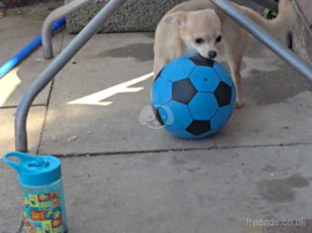 Chihuahuas for sale in Leicester, Leicestershire