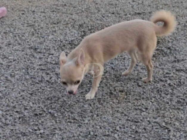 Chihuahua Puppies for sale