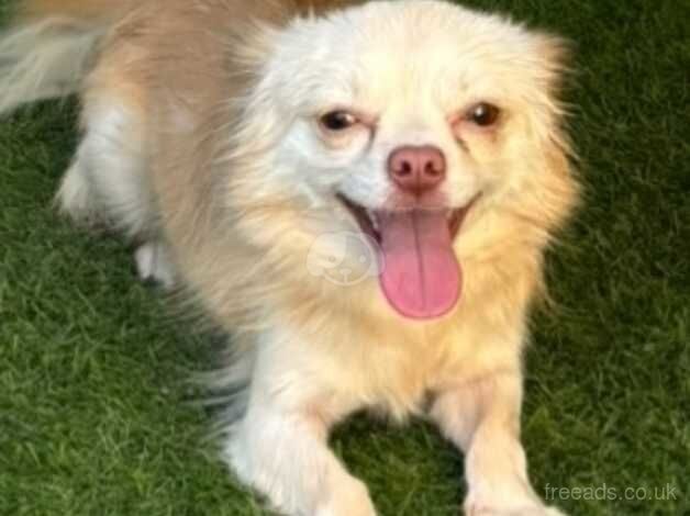 Beautiful Cream Female Chihuahua for sale in Blackpool, Lancashire