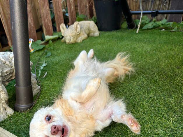 Beautiful Cream Female Chihuahua for sale in Blackpool, Lancashire - Image 2