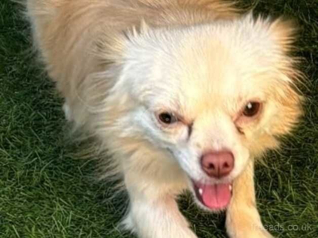 Beautiful Cream Female Chihuahua for sale in Blackpool, Lancashire - Image 3