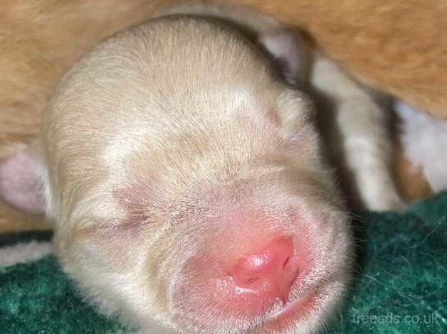 beautiful designer puppies chihuahua x chowmanians for sale in Witham, Essex - Image 1