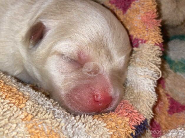 beautiful designer puppies chihuahua x chowmanians for sale in Witham, Essex - Image 2