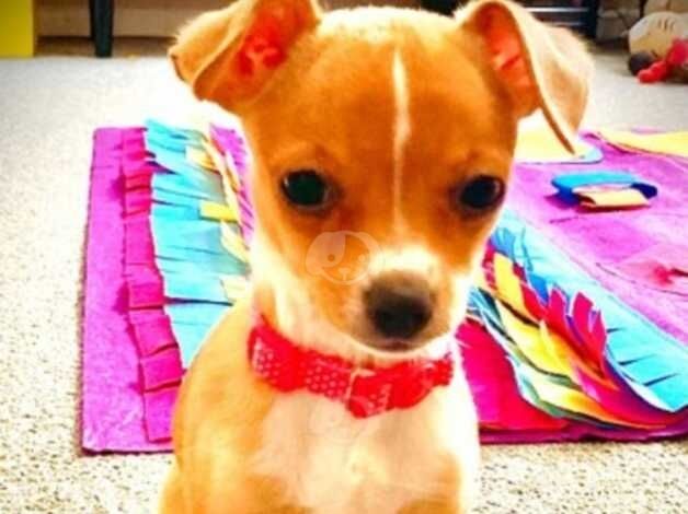 Beautiful female chihuahua puppy for sale in Weston-super-Mare, Somerset - Image 1