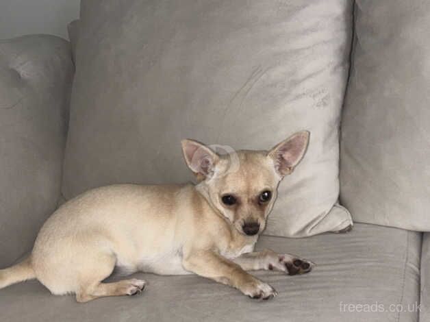 Beautiful girl chihuahua 5 months old for sale in Blackburn, Lancashire