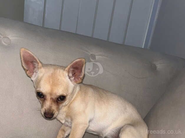 Beautiful girl chihuahua 5 months old for sale in Blackburn, Lancashire - Image 2