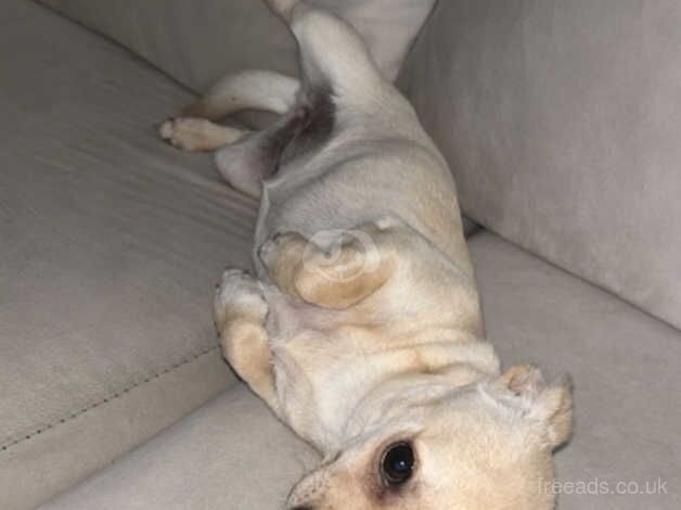 Beautiful girl chihuahua 5 months old for sale in Blackburn, Lancashire - Image 3