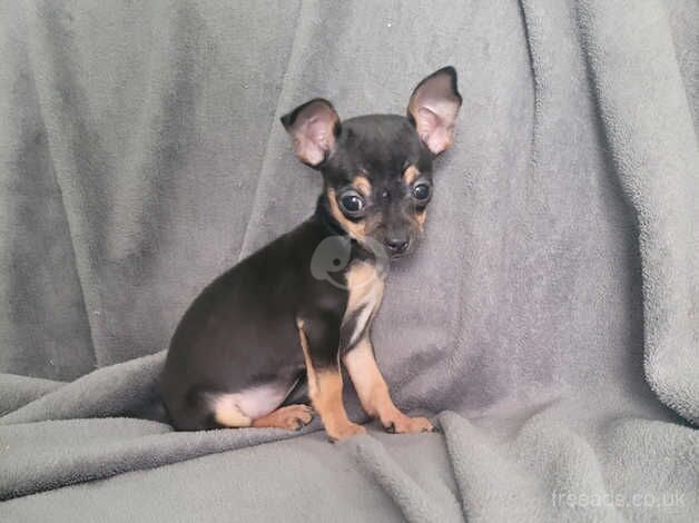 Beautiful girl chihuahua 9 weeks old for sale in Llandudno, Conwy