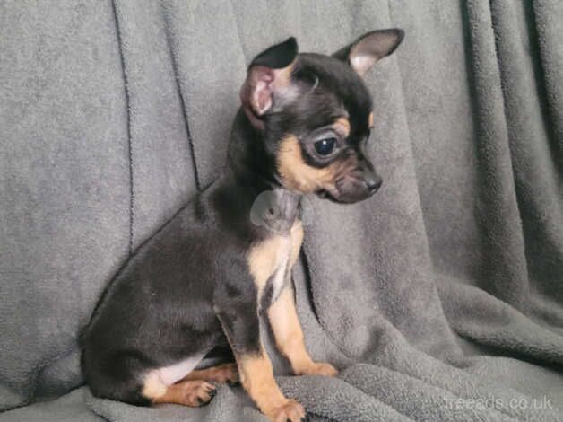 Beautiful girl chihuahua 9 weeks old for sale in Llandudno, Conwy - Image 2