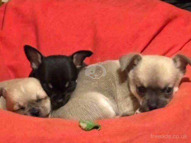 KC Registered Chihuahua Puppies for sale in Staffordshire