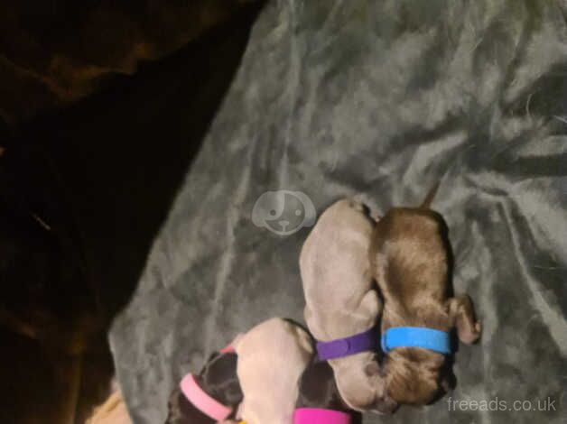 Beautiful kc reg baby chihuahua for sale in Guildford, Surrey - Image 2