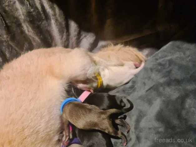 Beautiful kc reg baby chihuahua for sale in Guildford, Surrey - Image 3