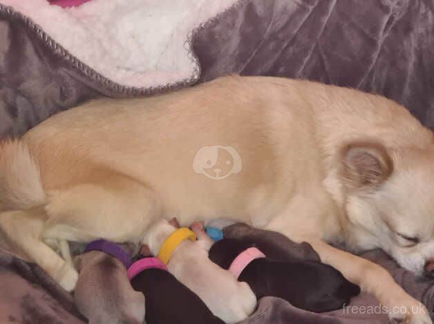 Beautiful kc reg baby chihuahua for sale in Guildford, Surrey - Image 4