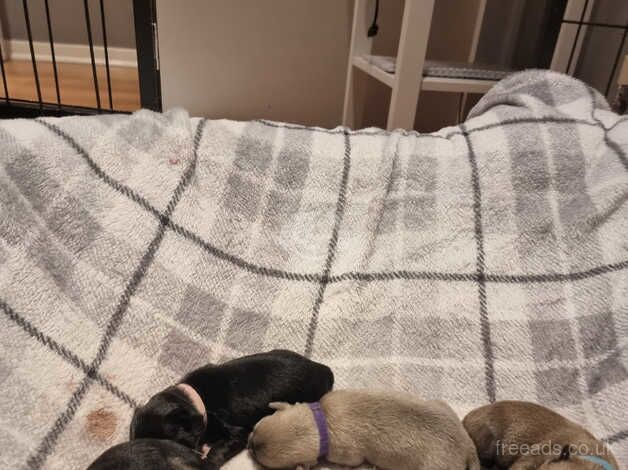 Beautiful kc reg baby chihuahua for sale in Guildford, Surrey - Image 5