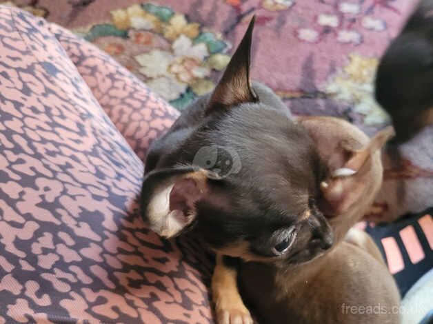 Beautiful little puppies for sale in Llandudno, Conwy