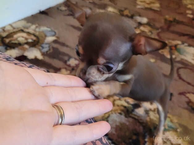 Chihuahua Puppies for sale in Conwy