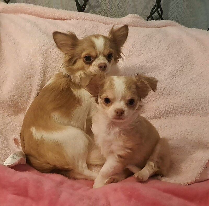 Beautiful Long Coat Chihuahua Puppies for sale in Dartford, Kent