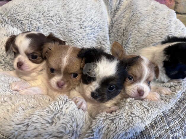 Beautiful Long Coat Chihuahua Puppies for sale in Bexley, London