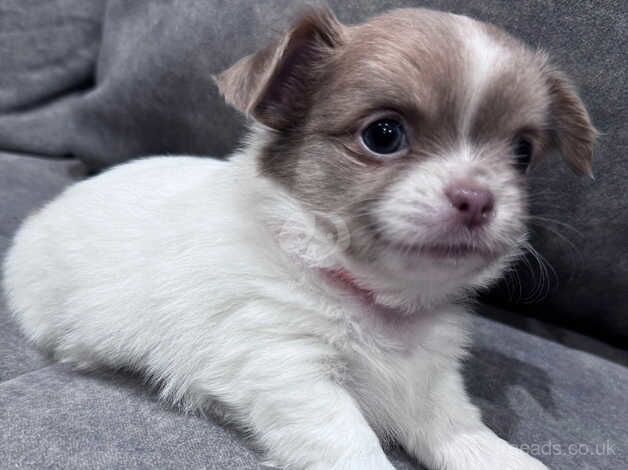 Chihuahua Puppies for sale