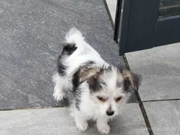 Beautiful Maltese chihuahua for sale in Croydon, London