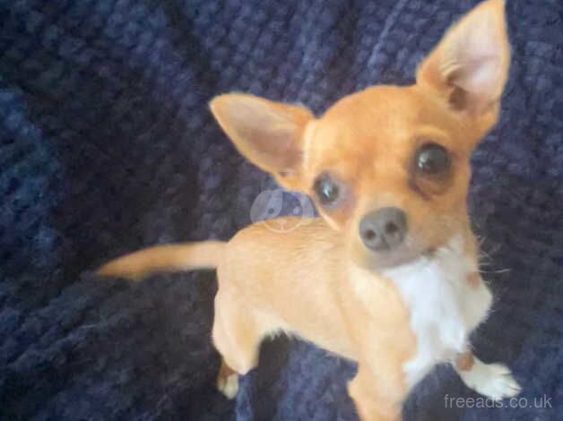 Beautiful tiny 2kg chihuahua girl pup for sale in Westerham, Kent