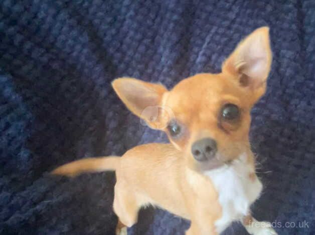 Chihuahua Puppies for sale