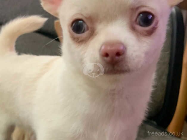 Beautiful White Short Hair Chihuahua BOY Puppy for sale in Tower Hamlets, Kent - Image 1