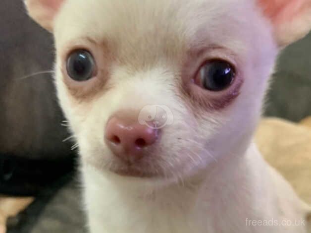 Beautiful White Short Hair Chihuahua BOY Puppy for sale in Tower Hamlets, Kent - Image 2