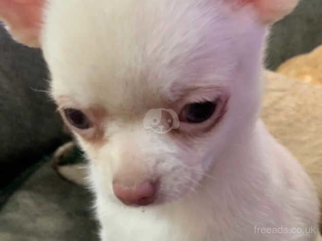 Beautiful White Short Hair Chihuahua BOY Puppy for sale in Tower Hamlets, Kent - Image 3