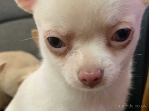 Beautiful White Short Hair Chihuahua BOY Puppy for sale in Tower Hamlets, Kent - Image 4